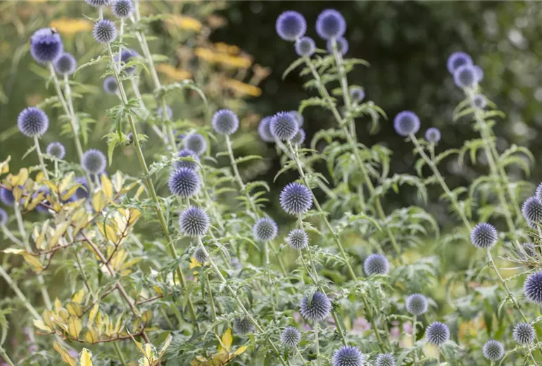 Echinops ritro Echinops ritro