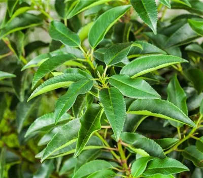 Portugiesischer Kirschlorbeer – immergrünes Multitalent