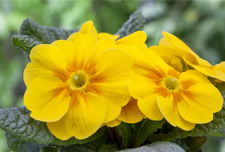 Primula vulgaris, gelb Primula vulgaris, gelb