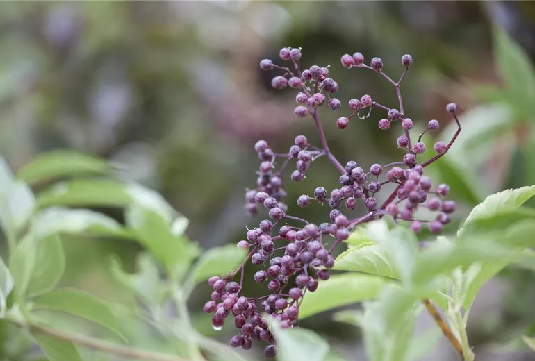 Sambucus nigra Sambucus nigra