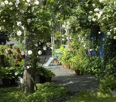 Kletterpflanzen im Garten - hoch hinaus und noch viel weiter!