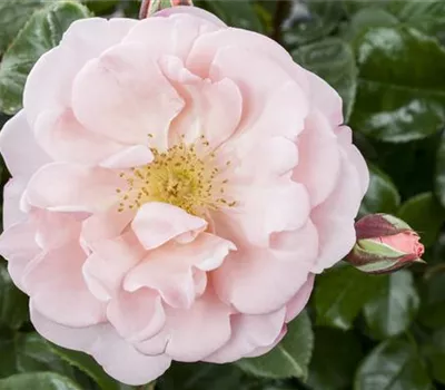 Die Duftrose – Eine Bereicherung für den Garten