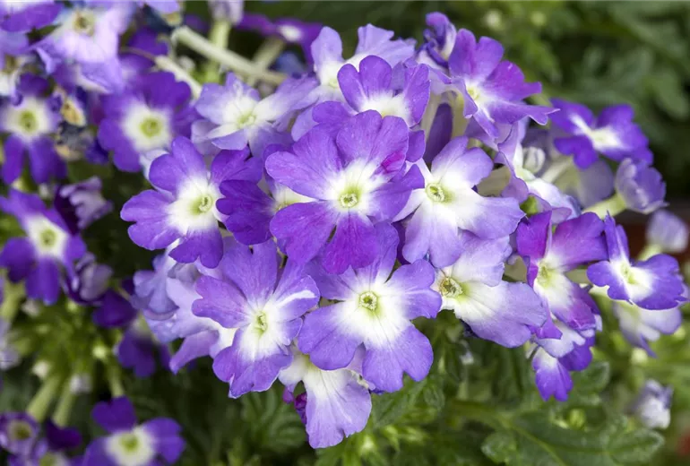 Verbena