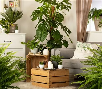 Ein Dschungel im eigenen Wohnzimmer