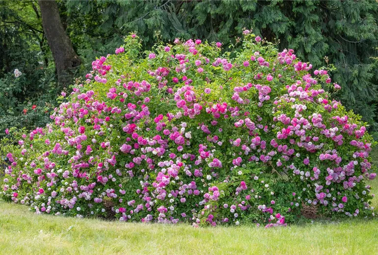 Wildrose Wildrose