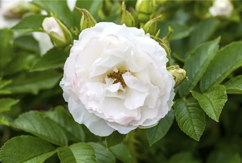 Rosa x centifolia Rosa x centifolia