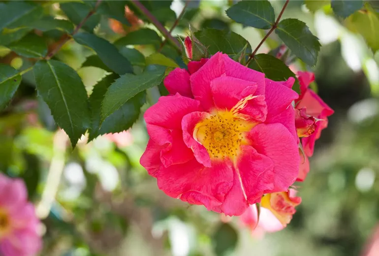 Historische Rosen Historische Rosen