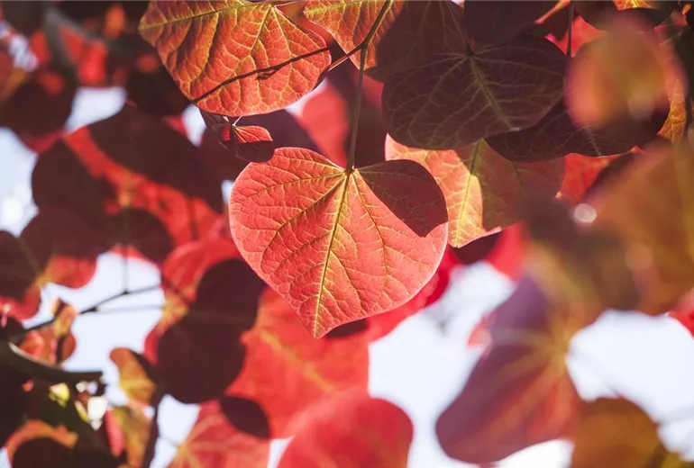 Cercis canadensis 'Forest Pansy' Cercis canadensis 'Forest Pansy'