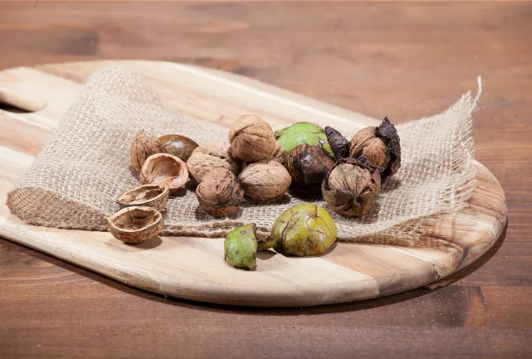 Juglans regia Juglans regia