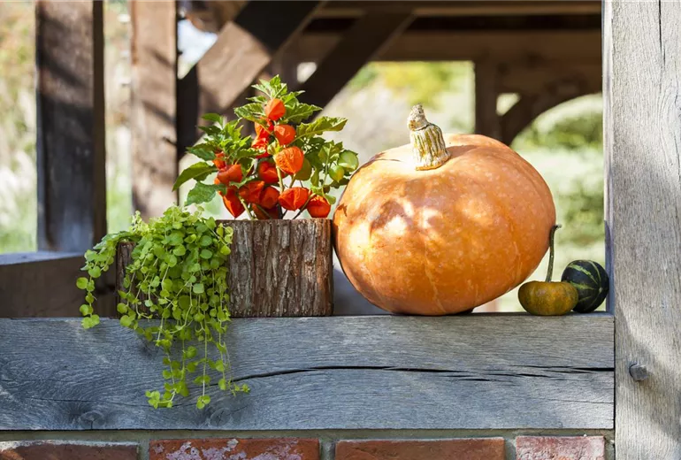 Cucurbita maxima Cucurbita maxima
