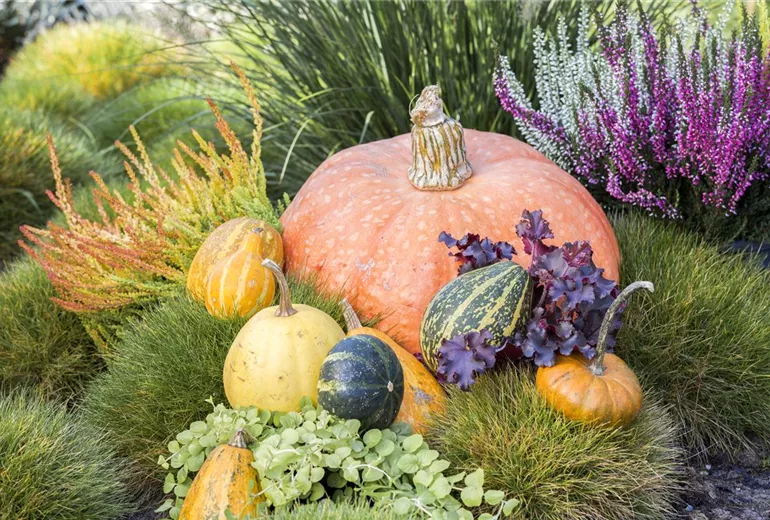 Cucurbita Cucurbita