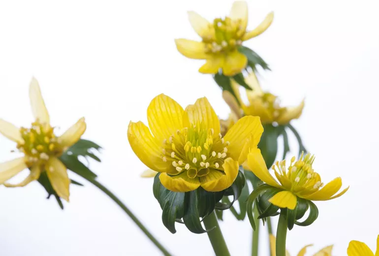 Eranthis hyemalis Eranthis hyemalis