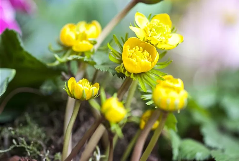 Eranthis hyemalis Eranthis hyemalis