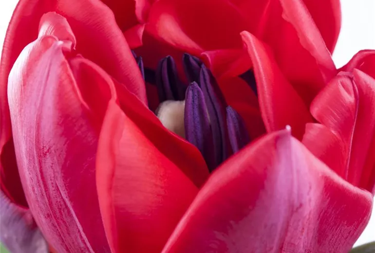 Tulipa