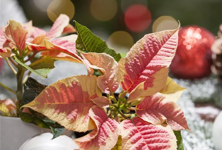 Euphorbia pulcherrima 'Marble'