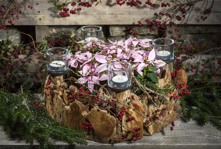 Euphorbia pulcherrima 'Princettia® Soft Pink'