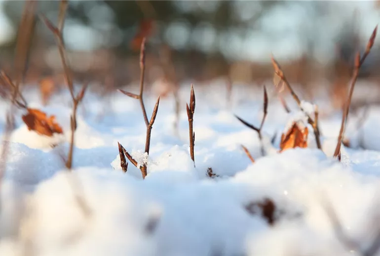 Winterhecke Winterhecke