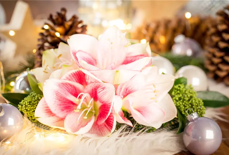 Hippeastrum