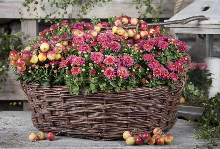 Chrysanthemum indicum