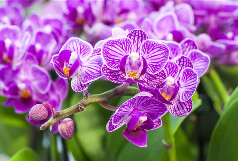 Phalaenopsis, lila-weiß Phalaenopsis, lila-weiß