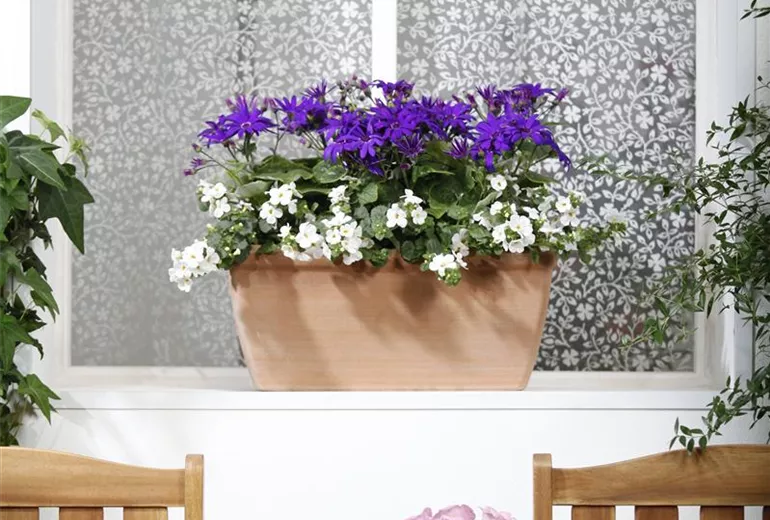 Bacopa Bacopa