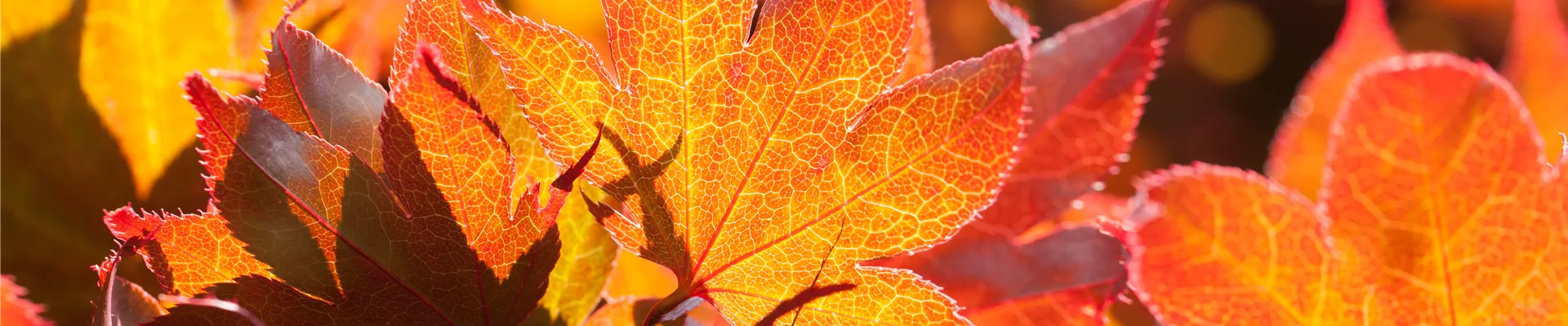 Acer palmatum 'Fireglow' Acer palmatum 'Fireglow'