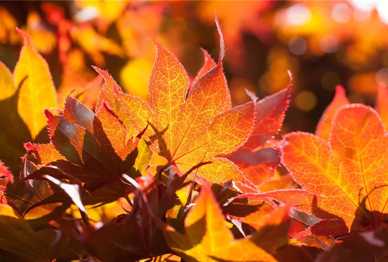 Acer palmatum 'Fireglow' Acer palmatum 'Fireglow'