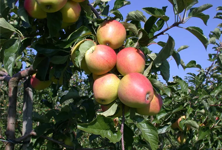 Malus domestica 'Pinova'(s)