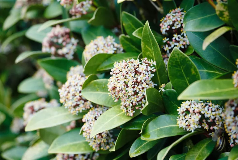 Skimmia japonica Skimmia japonica