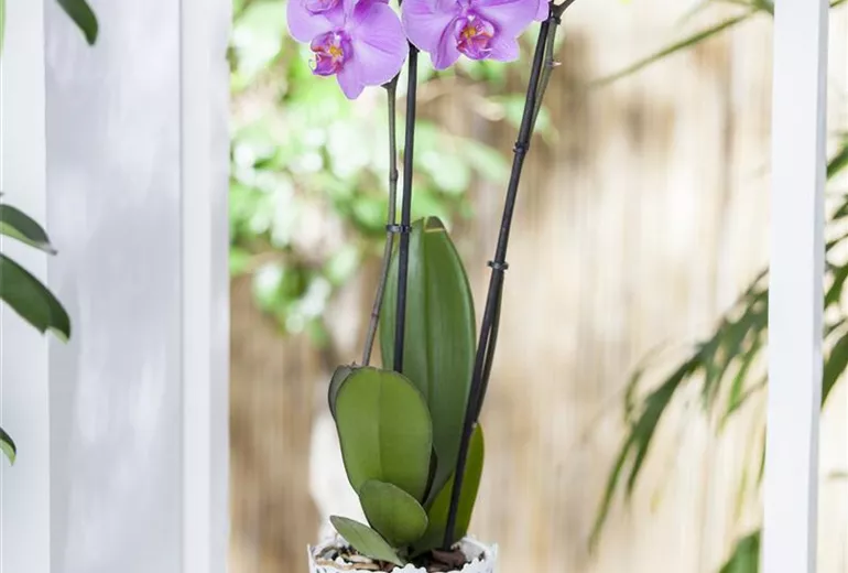 Phalaenopsis Phalaenopsis