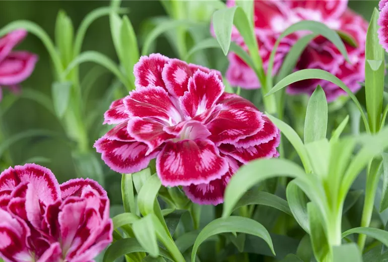 Dianthus caryophyllus