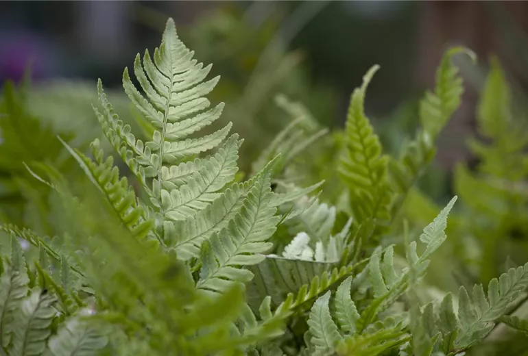 Dryopteris erythrosora Dryopteris erythrosora