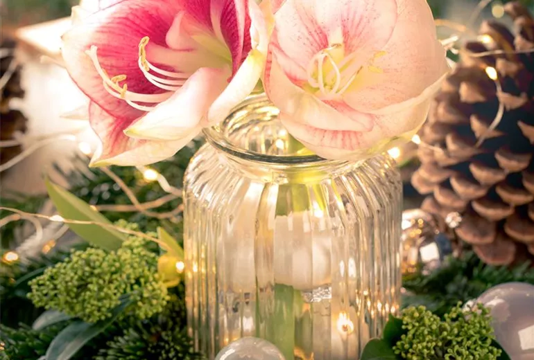 Hippeastrum