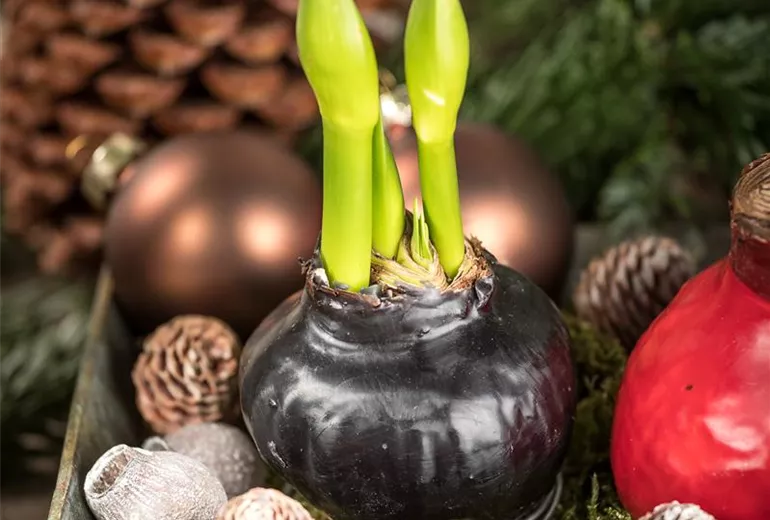 Hippeastrum Waxz®
