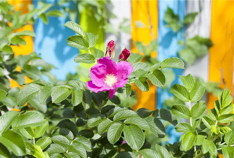 Wildrose Wildrose