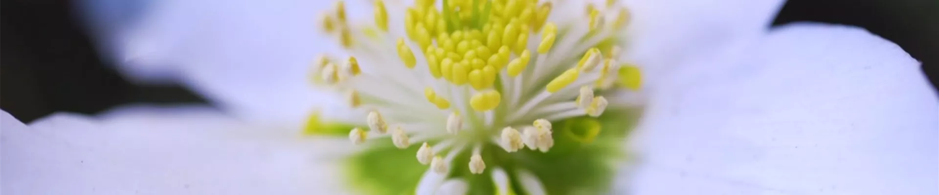 Christrose - Einpflanzen im Garten (thumbnail2)