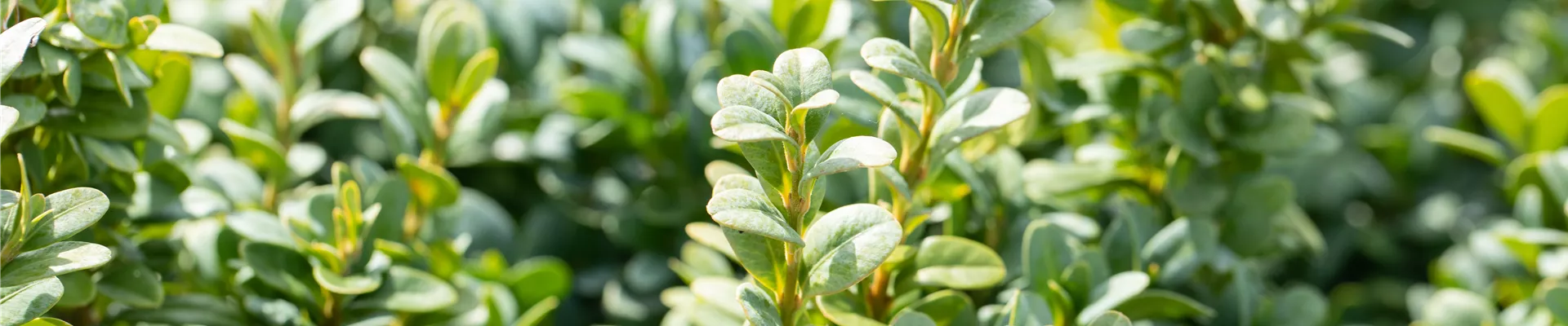 Buxus sempervirens 'Blauer Heinz' Buxus sempervirens 'Blauer Heinz'