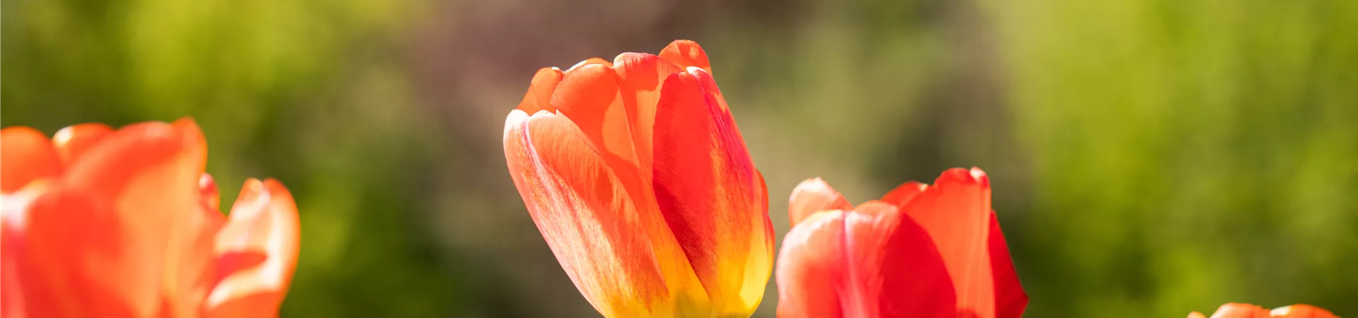 Tulipa, orange Tulipa, orange