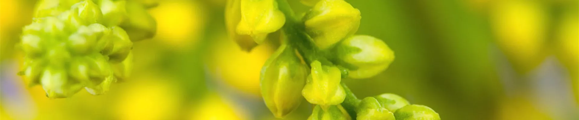 Goldtröpfchen - Einpflanzen im Garten (Thumbnail)