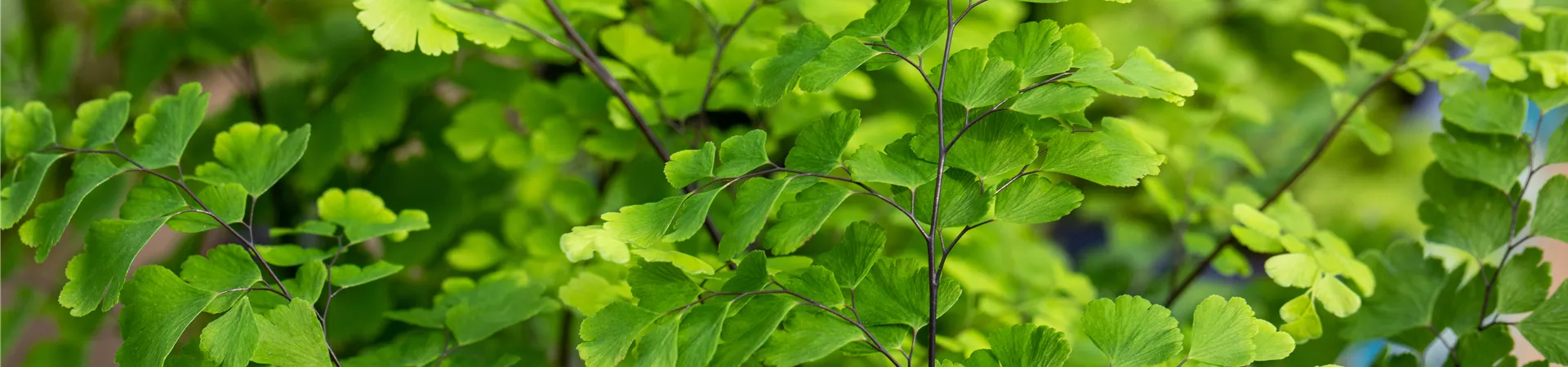 Adiantum raddianum Adiantum raddianum