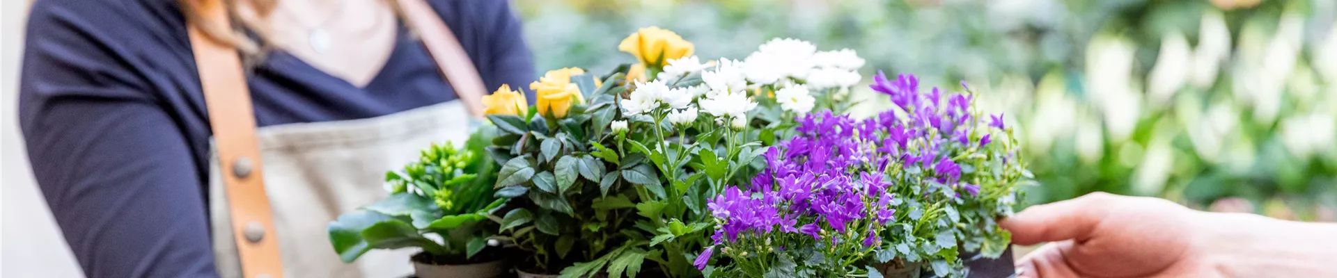 Einkauf im Pflanzengroßmarkt - Pflanzen überreichen Einkauf im Pflanzengroßmarkt - Pflanzen überreichen
