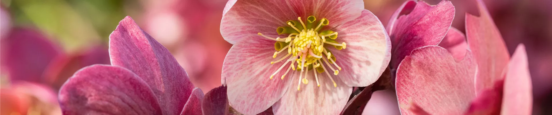 Helleborus Hybride 'HGC® Pink Frost'