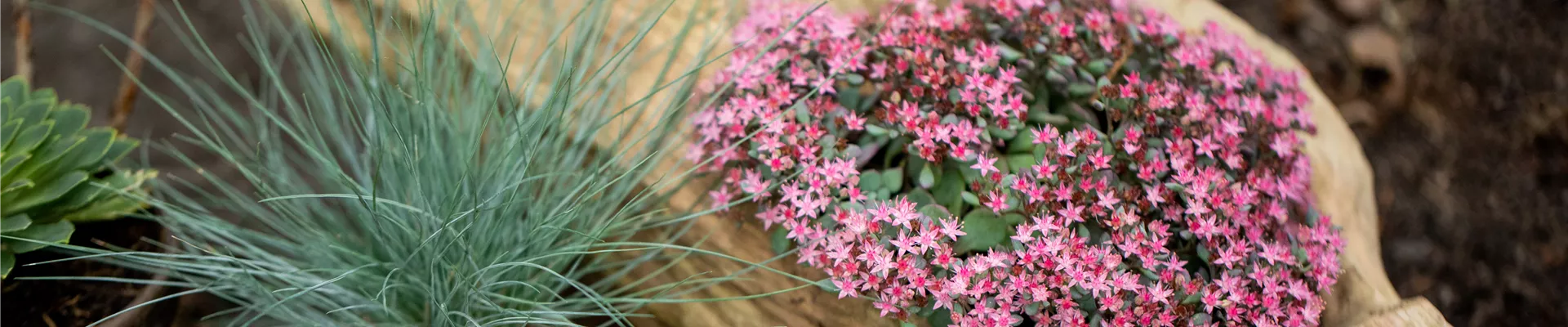 Herbstdeko - Mauerpfeffer und Gräser