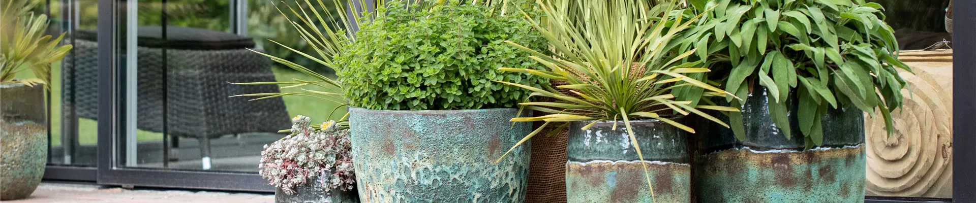 Verschiedene Pflanzen im Ambiente