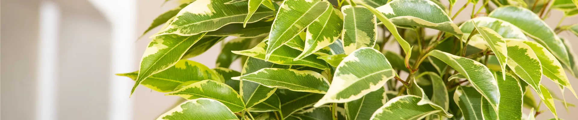 Ficus benjamina 'Kinky' Ficus benjamina 'Kinky'