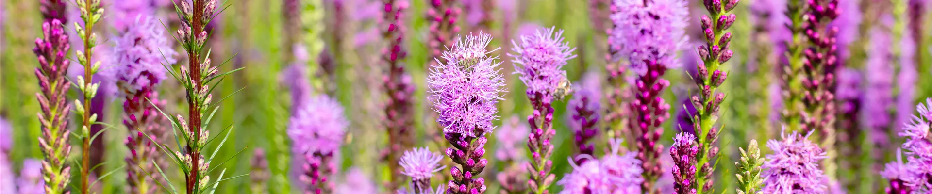 Liatris spicata Liatris spicata