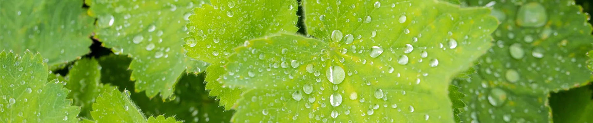 Alchemilla mollis Alchemilla mollis