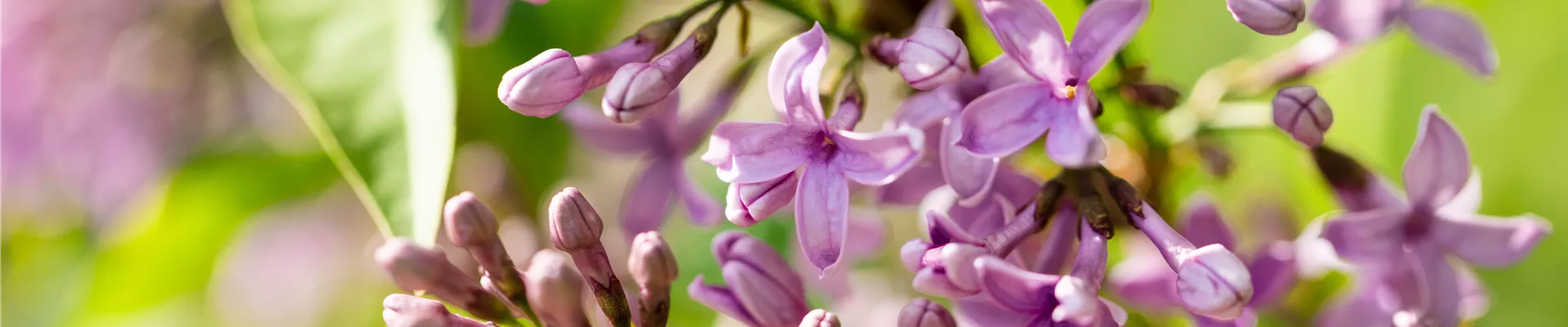 Syringa meyeri Syringa meyeri