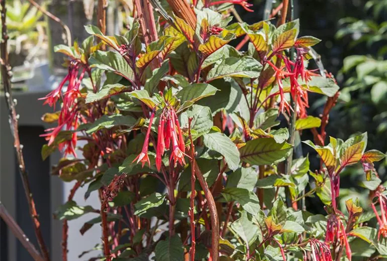 Fuchsia Fuchsia