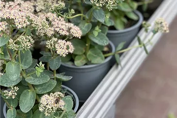 Beet- & Balkonpflanzen